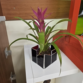 Plantera 3 - Imagen 1