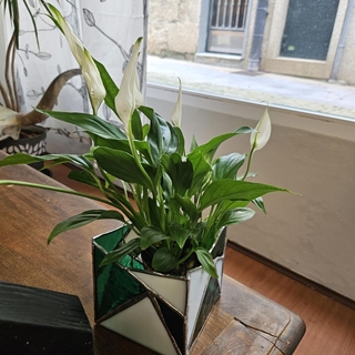 Plantera 4 - Sold - Por encargo - Imagen 1